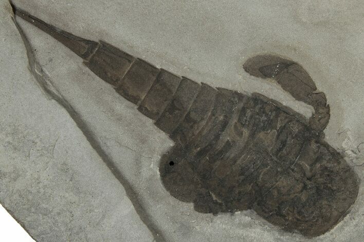 Eurypterus (Sea Scorpion) Fossil - New York #310233